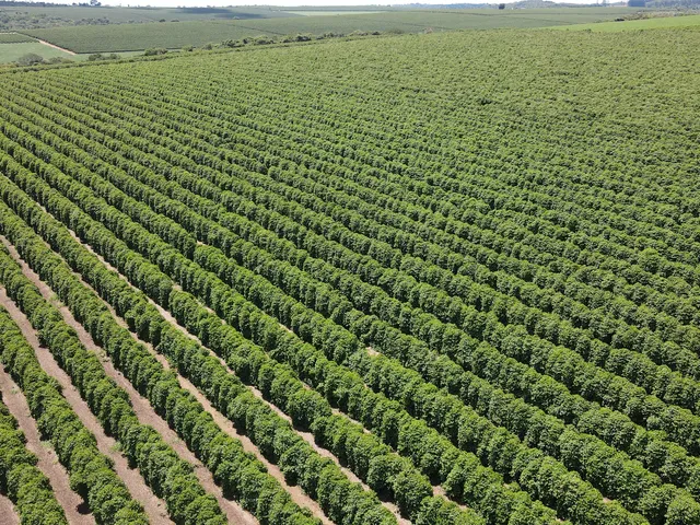 Imagem: FAZENDA PRODUTORA DE CAFÉ À VENDA EM PATROCÍNIO/MG