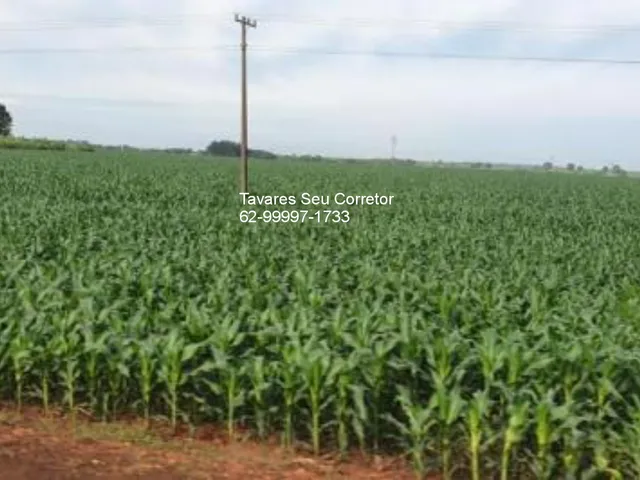 Imagem: Fazenda de 7.000 hectares à venda em Santana