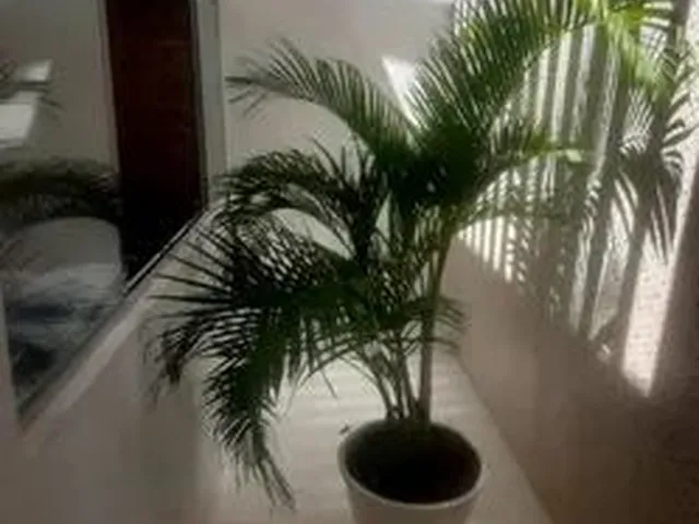 Imagem 8: Alugo Excelente Casa no Graciliano Ramos