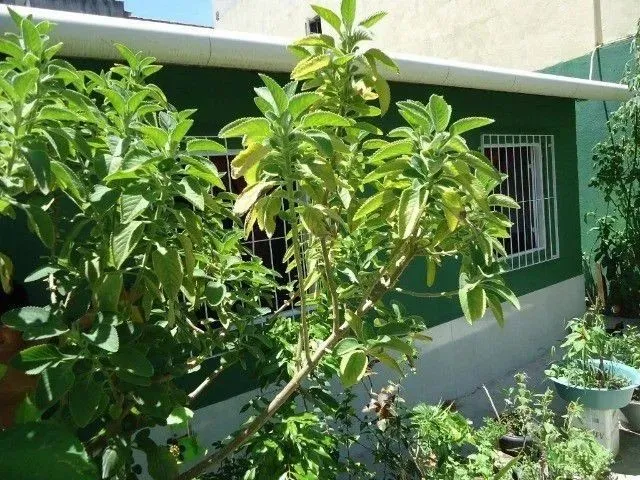 Imagem 2: Amp;Apos;Casa Maria Ortiz 60 Mil