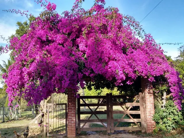 Imagem 3: Sítio em Andiroba (Andiroba), Esmeraldas/MG