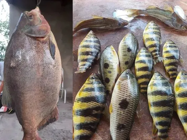 Imagem: Chácaras Financiadas Á Venda, Rio Verde