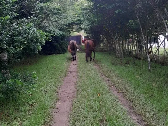 Imagem 12: FAZENDA RURAL em TERRA NOVA - BA, ZONA RURAL