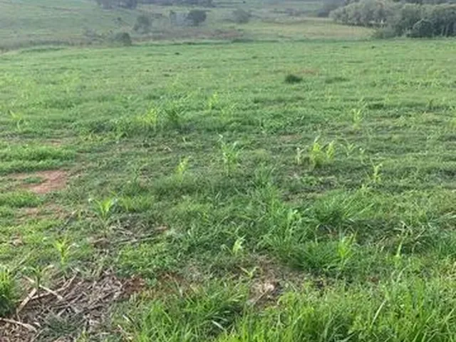 Imagem: Oportunidade - 2,75 Alqueires - São Gonçalo