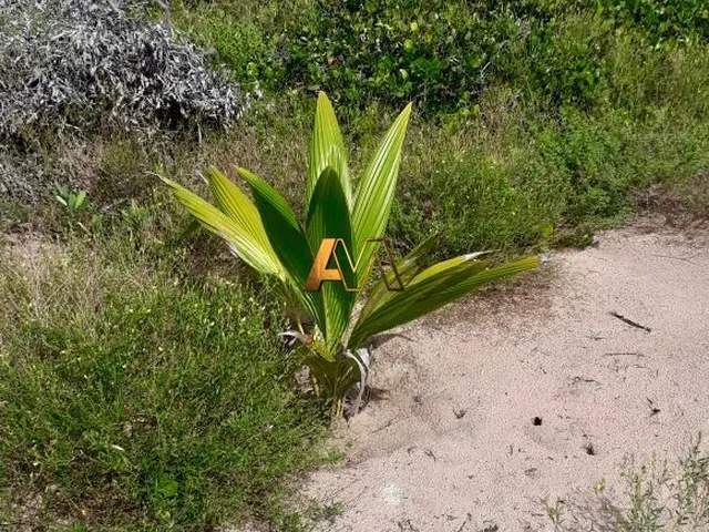 Imagem 2: Terreno à venda no bairro Centro - Maraú/BA