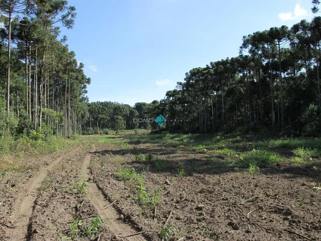 Imagem 1: TERRENO RURAL A VENDA NO INTERIOR DE IRINEÓPOLIS