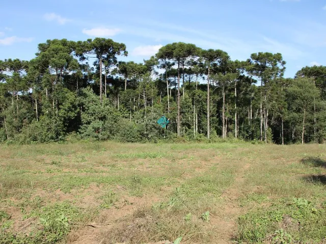 Imagem 5: TERRENO RURAL A VENDA NO INTERIOR DE IRINEÓPOLIS