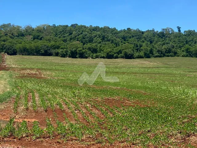 Imagem 3: Área rural de 5,00 Alq. - Localizada no Distrito de 10 de Maio, distante 26,5 Km de