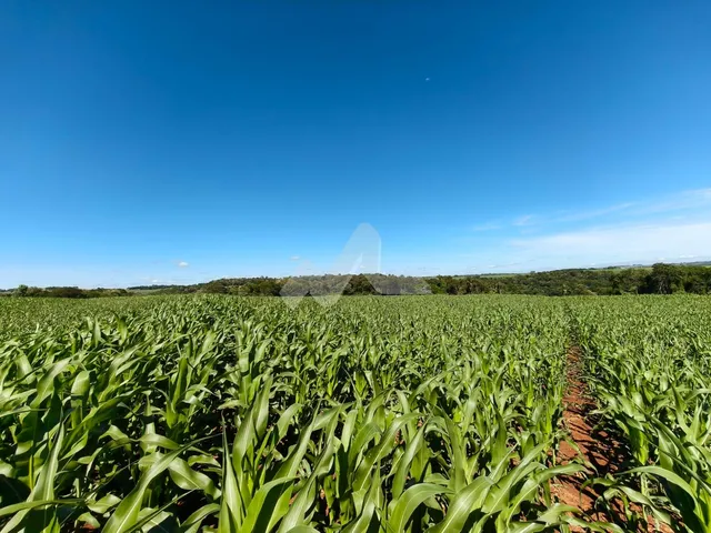 Imagem 2: Sítio, Zona Rural, OURO VERDE DO OESTE - PR