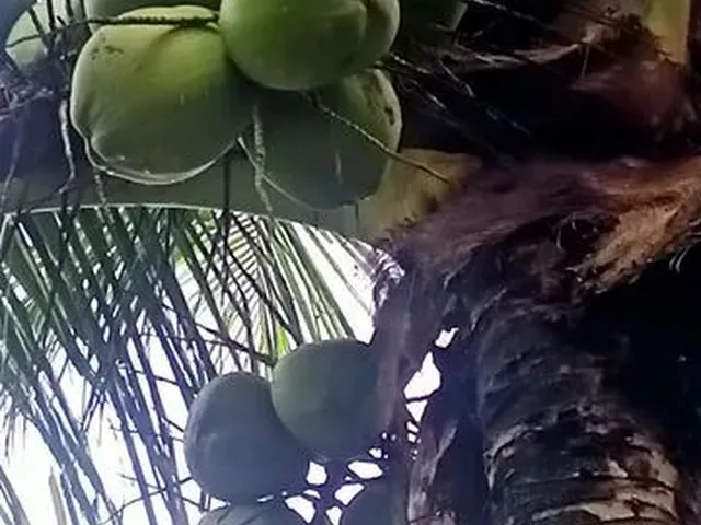 Imagem: Sítio, Vendo e Troco