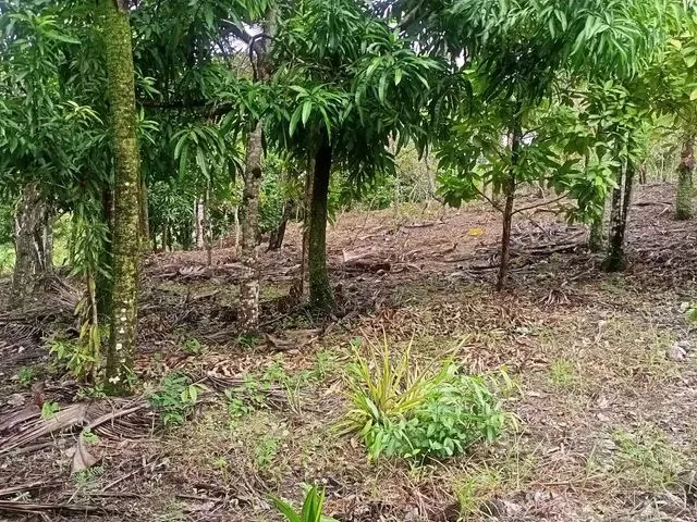 Imagem 6: Sítio, Vendo e Troco