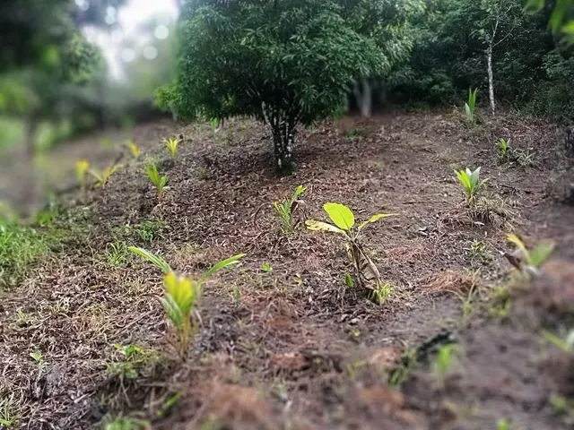 Imagem 2: Sítio, Vendo e Troco