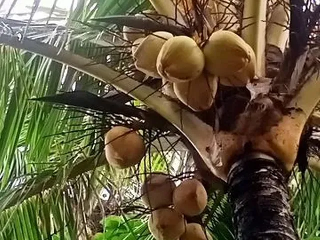 Imagem 3: Sítio, Vendo e Troco