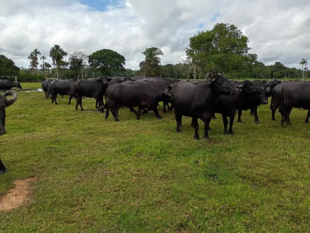 Imagem 4: FAZENDA RURAL em MACAPÁ - AP, BRASIL NOVO