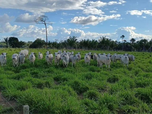 Imagem 1: FAZENDA RURAL em MACAPÁ - AP, BRASIL NOVO