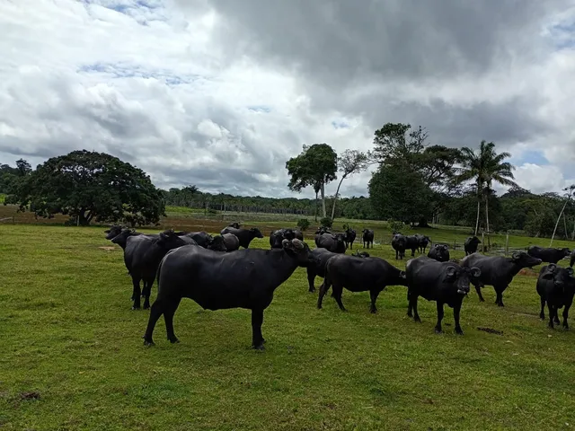 Imagem 2: FAZENDA RURAL em MACAPÁ - AP, BRASIL NOVO