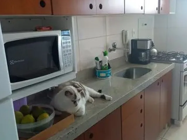 Imagem 4: Apartamento para Venda na Ilha do Leite