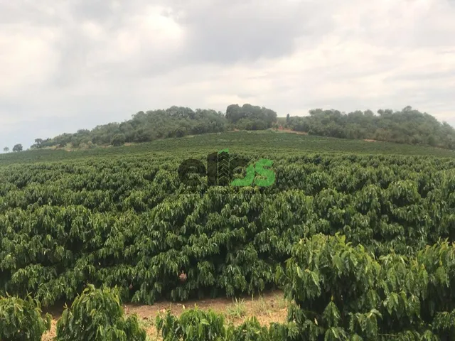 Imagem 6: Fazenda de Dupla Aptidão - AGRICULTURA CAFÉ, EUCALITPO e PECUÁRIA, 1.674 hectares, à