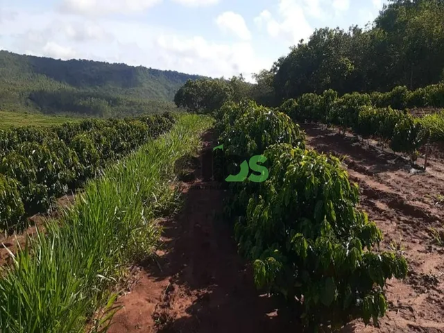 Imagem 13: Fazenda de Dupla Aptidão - AGRICULTURA CAFÉ, EUCALITPO e PECUÁRIA, 1.674 hectares, à