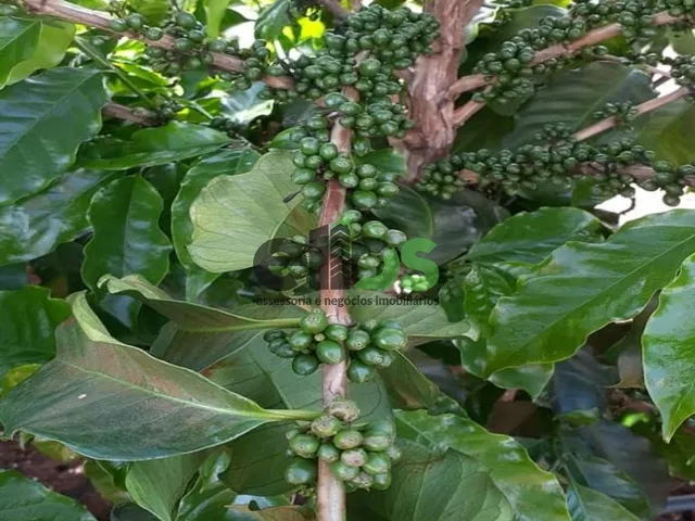 Imagem 5: Fazenda de Dupla Aptidão - AGRICULTURA CAFÉ, EUCALITPO e PECUÁRIA, 1.674 hectares, à