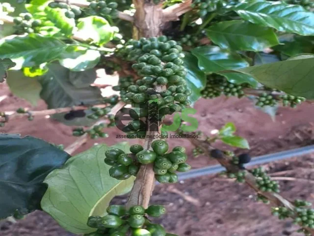 Imagem 8: Fazenda de Dupla Aptidão - AGRICULTURA CAFÉ, EUCALITPO e PECUÁRIA, 1.674 hectares, à