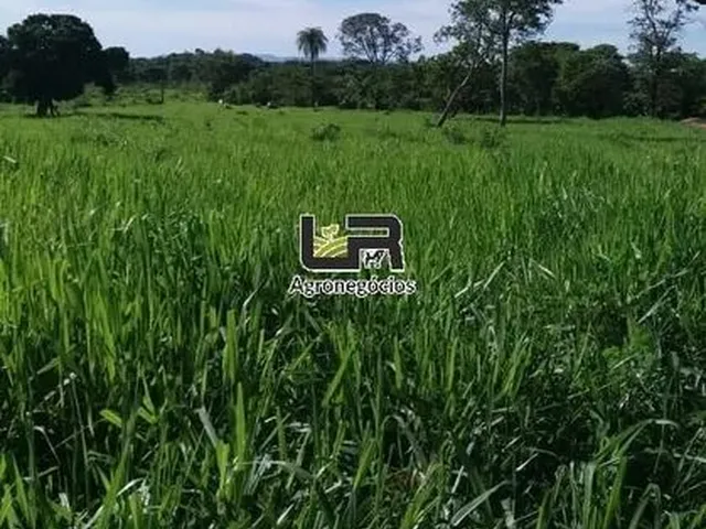 Imagem: Fazenda de 40 Alqueires em santa Tereza
