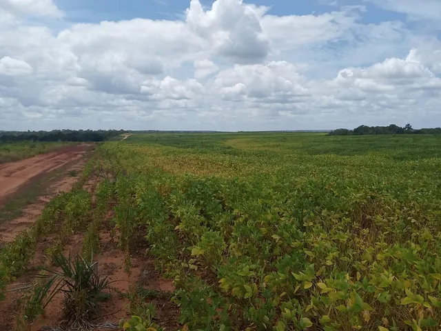 Imagem: Fazenda na região de Colinas do Tocantins