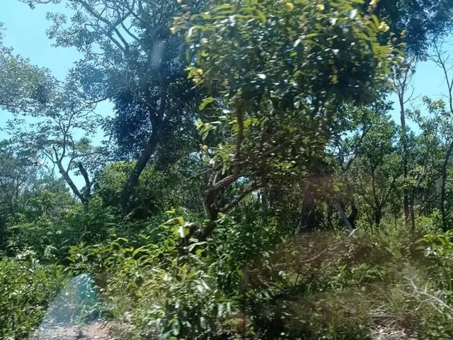 Imagem 1: Fazenda com 8.750 Hectares na região de Caxias - MA