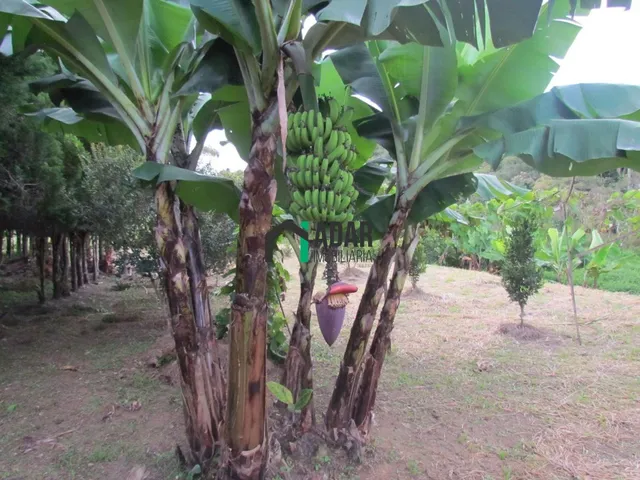Imagem 7: Chacara Residencial em Ibiúna - Sp, Campininha
