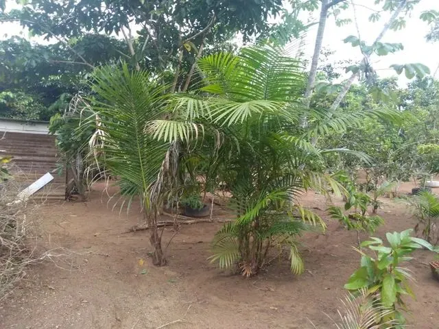 Imagem 6: Terreno Terreno / lote com venda por R$35.000