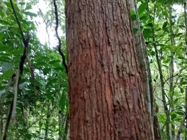 Imagem 4: FAZENDA COM EUCALIPTO A VENDA NO VALE DO RIBEIRA - REGIÃO DE REGISTRO-SP* ?? Área
