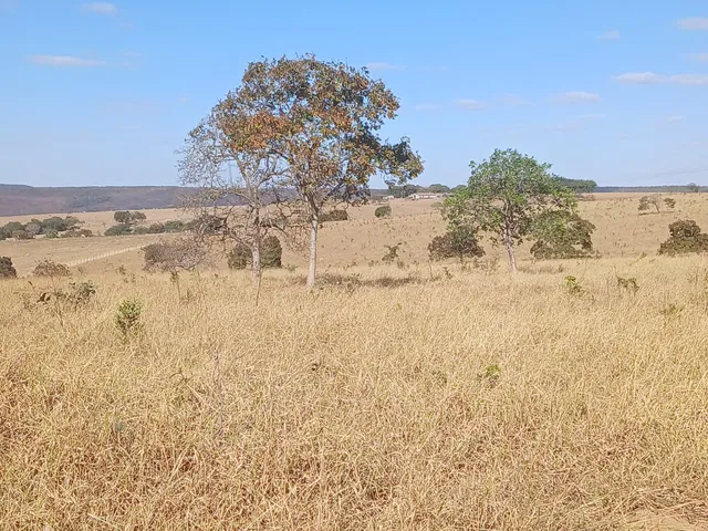 Imagem: Fazenda Disponível pra Venda.No Estado