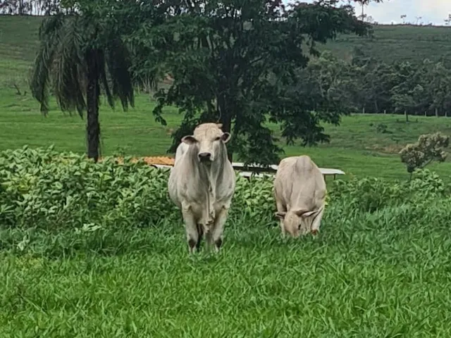 Imagem 16: Fazenda 95 Hectares dupla aptidão, Casa sede com salão de festas Piscina e