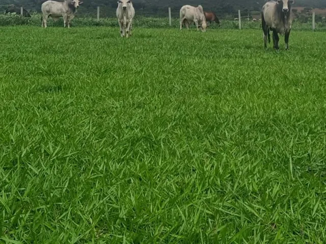 Imagem 12: Fazenda 95 Hectares dupla aptidão, Casa sede com salão de festas Piscina e