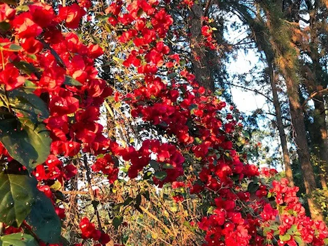 Imagem 16: 0 Fazenda / sítio com 4 dormitórios