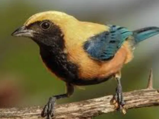 Imagem 10: 0 Fazenda / sítio com 4 dormitórios