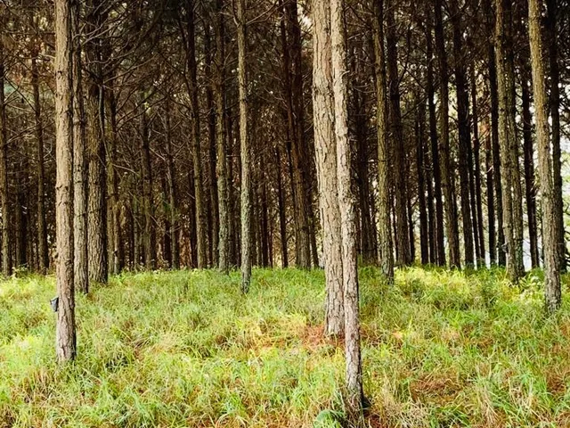 Imagem: Fazenda 96 Alqueires, 35 Alqueires em Pinus