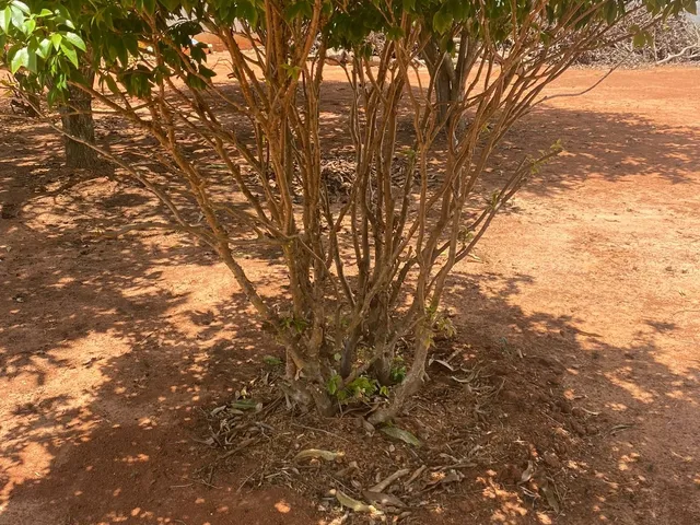 Imagem 11: Chácara 5mil m2, Casa Sede com 3 Suítes, Chále Grande Com Área Gourmet, Piscina