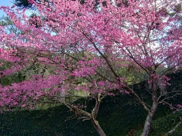 Imagem 16: Sitio Residencial em Ibiúna - Sp, Ibiuna