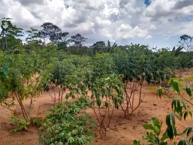 Imagem 10: Chácara 30 Mil M² Df. 03 Hectares