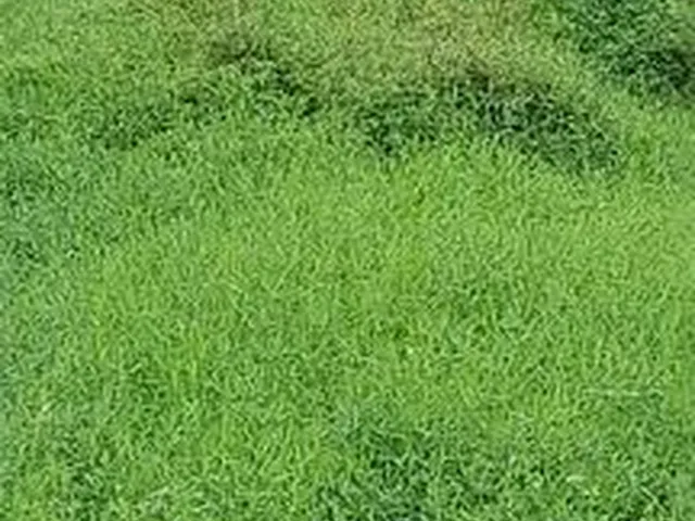 Imagem 16: Fazedinha em Urucuca