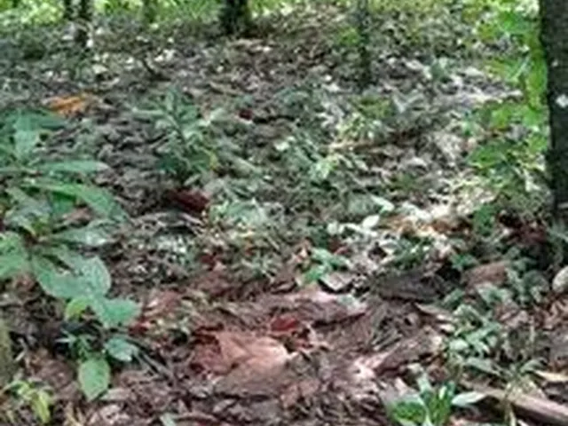 Imagem 4: Fazedinha em Urucuca