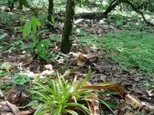 Imagem 7: Fazedinha em Urucuca