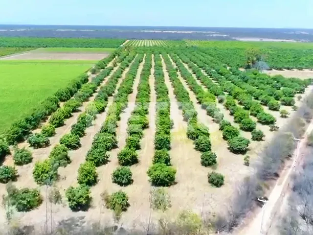 Imagem: Fazenda à venda com 12 hectares de manga