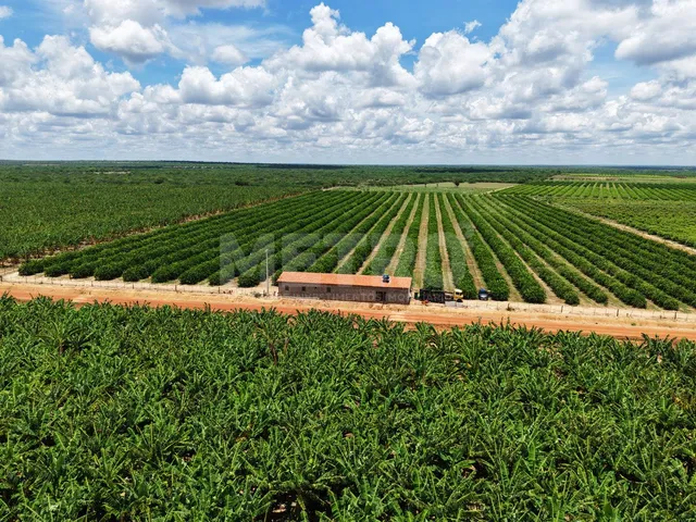 Imagem: Fazenda de manga e limão produzindo à