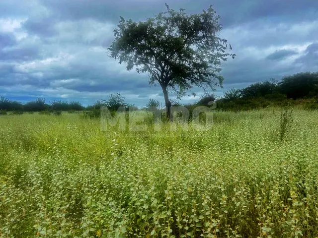 Imagem 11: Área Rural documentada à venda, 136 hectares, próximo ao Capim, Petrolina