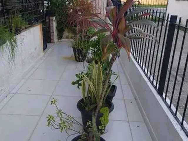 Imagem 15: Vendo Duplex em Av.claudio Gueiros Leite