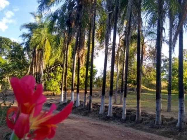 Imagem 15: Chácara de Tirar o Fôlego a venda em Cascalho Rico-MG: Ideal para Pescaria e Descanso!