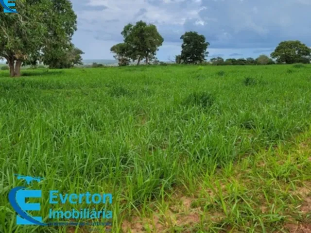 Imagem 7: Fazenda com 1.712 hectares - Barra do Garça - MT