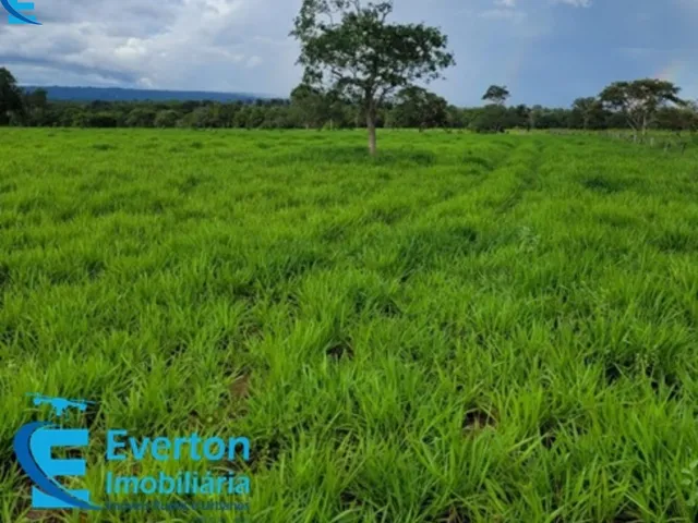 Imagem 16: Fazenda com 1.712 hectares - Barra do Garça - MT